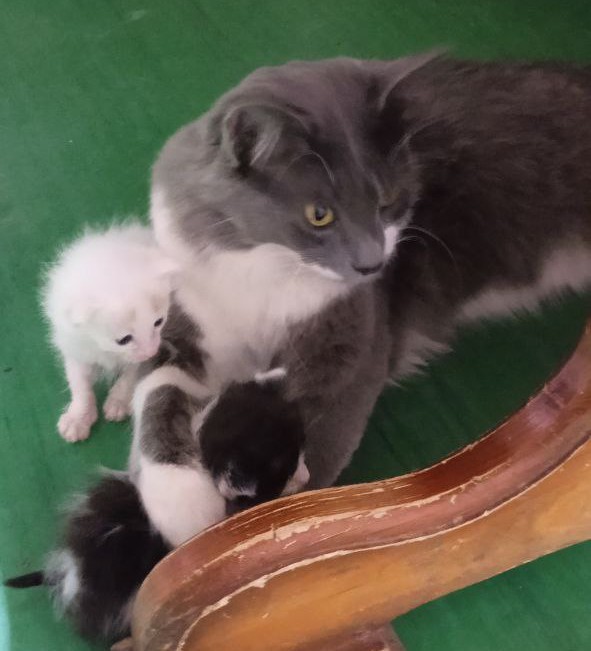 Наш кот усыновил котят