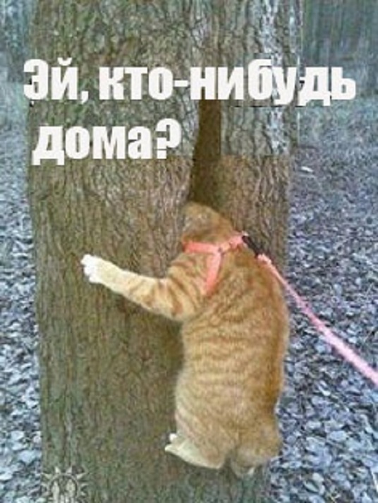 Так себе картинки 05.06.24