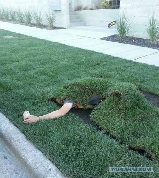 Сейчас бы поваляться на траве