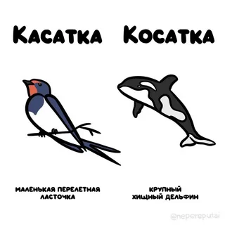 Самый грозный хищник океана не акула — его боятся даже косатки