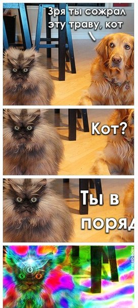 Картиночки, баянчики 24 февраля