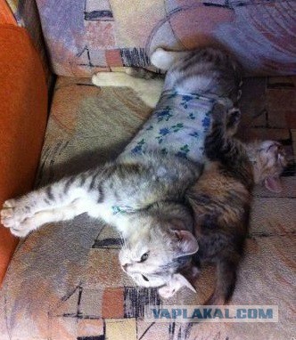 Спасение кошки и 4 котят