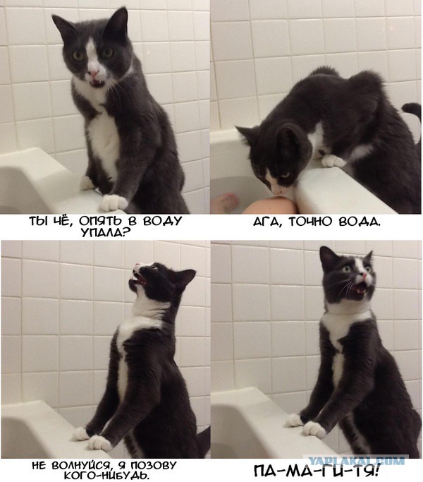 Реакция моей кошки, когда я купаюсь)