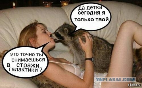 Енот - домашнее животное!?