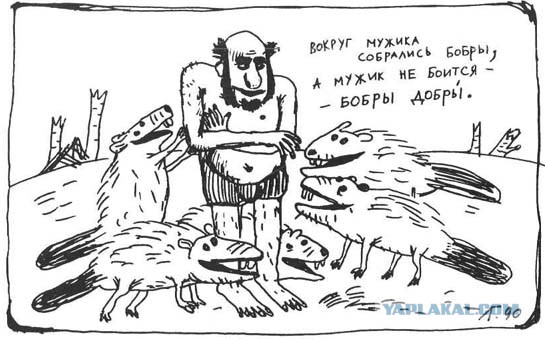 Бобра много не бывает