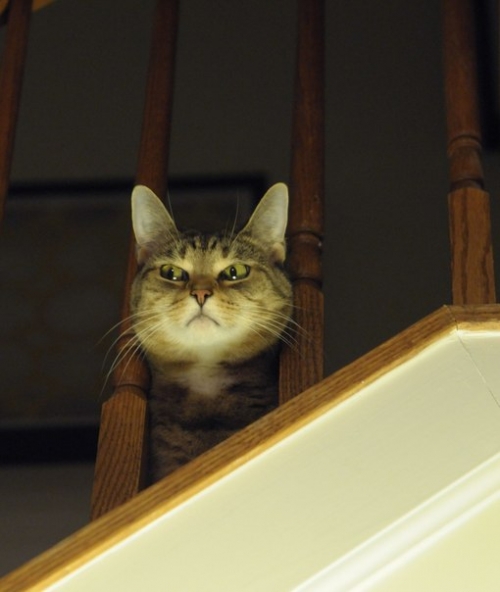 Котовторник