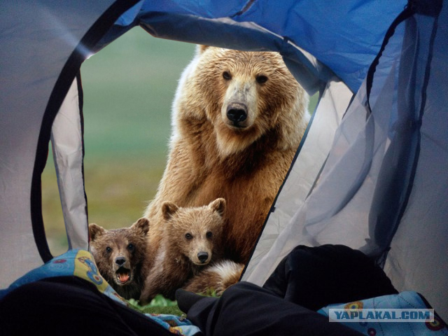 Мое утро в палатке. "Природа"