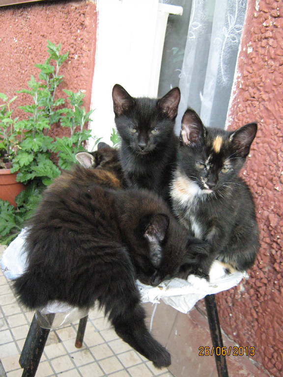 Котовторник 29-09-2015,