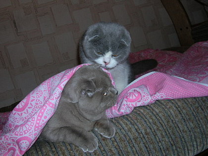 Коты, кошки, котята