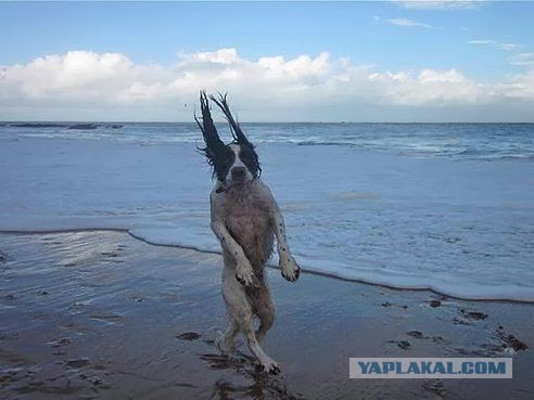 Исчезающая собака