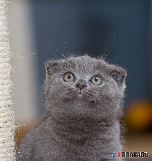 Коты, кошки, котята