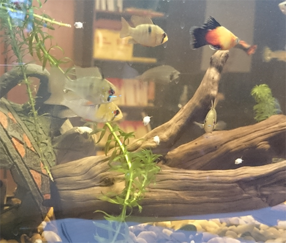 Аквариумные страдания