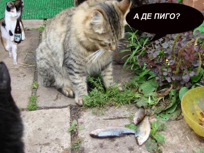 Коты, кошки, котята