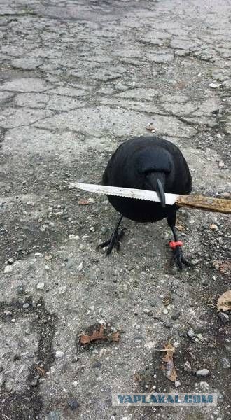 Картинки на пятницу