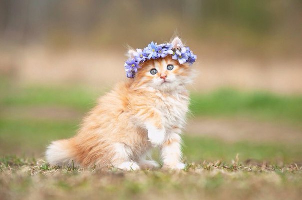 Картинки на пятницу