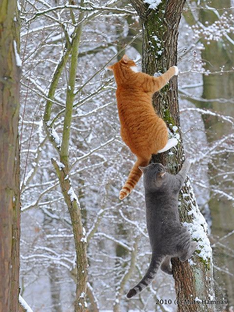 Выборка фотогеничных котэнов