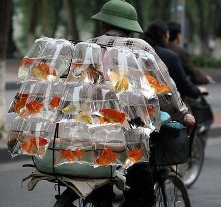 Везут же люди!