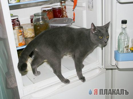 Котовторник!