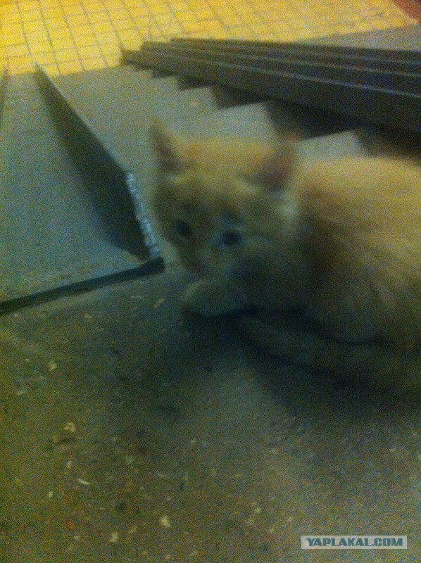 Подкинули в подъезд в возрасте 2-3 дней