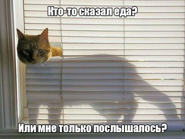 Прикольные животные