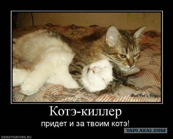 10 брутальных уличных котов
