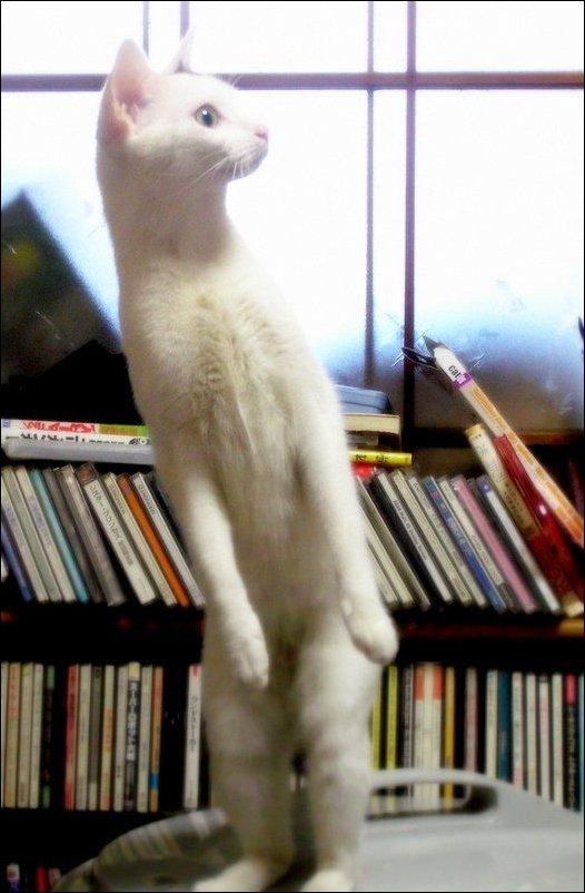 Коты из сети