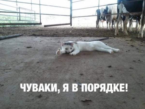 Коты из сети