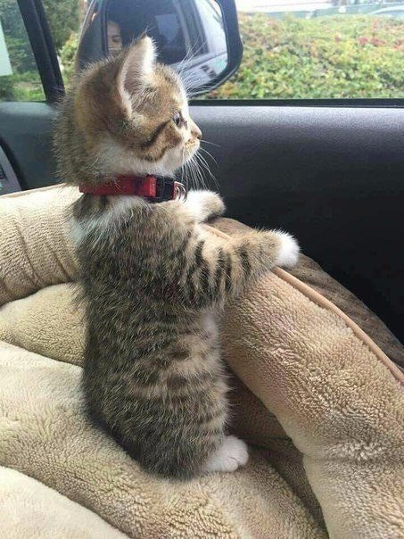 Коты из сети