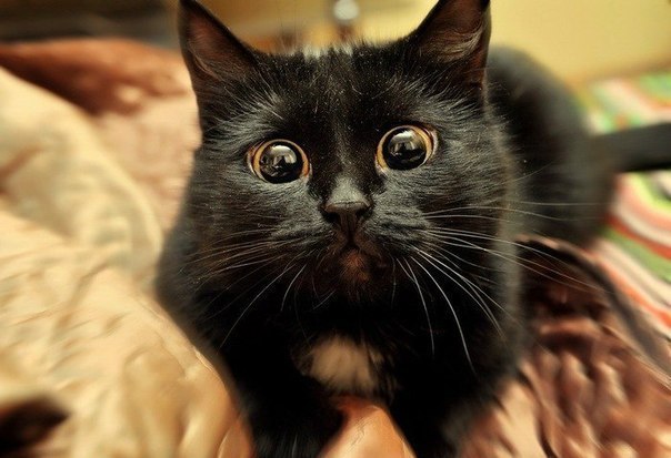Коты из сети