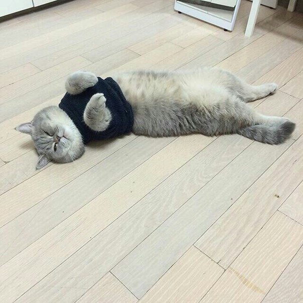 Коты и Кошки
