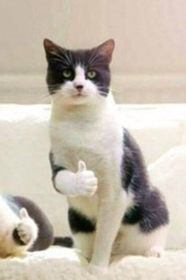 Коты и Кошки