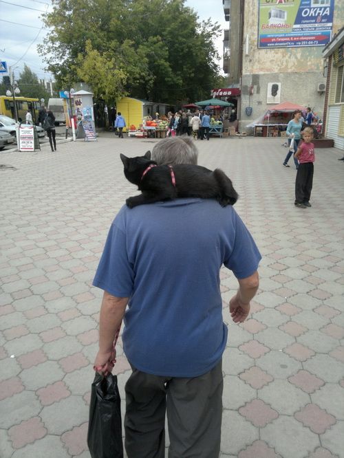 Коты и Кошки
