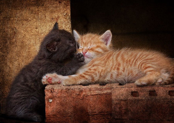 Коты и Кошки