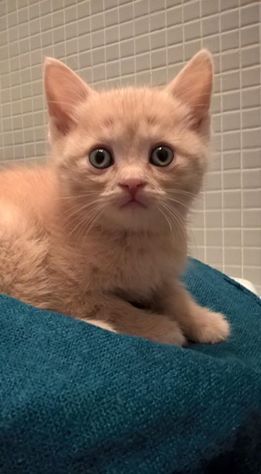 Коты и Кошки