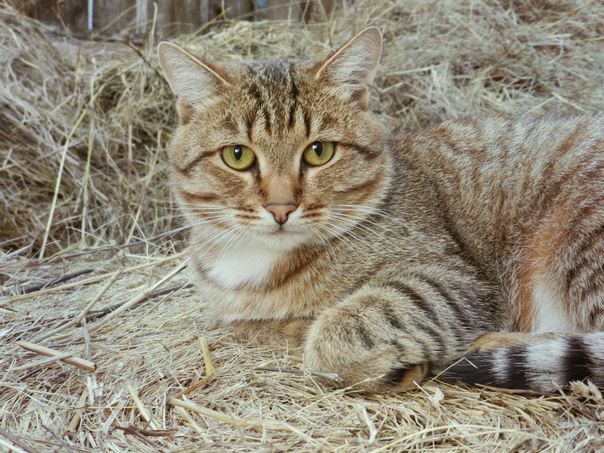 Коты и Кошки