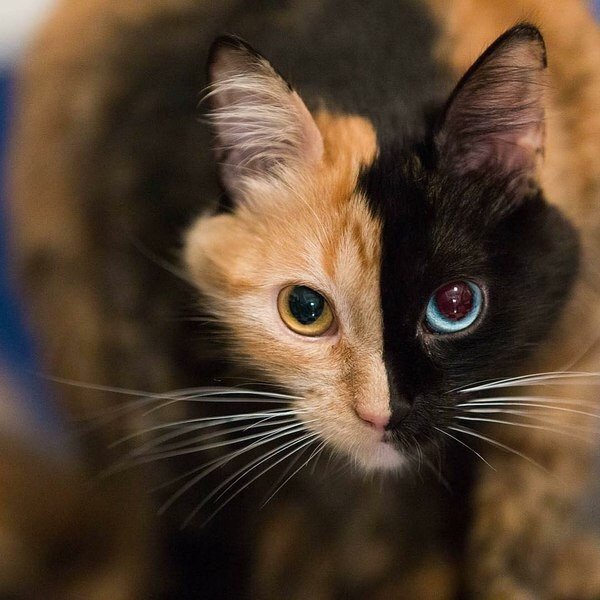 Коты и Кошки