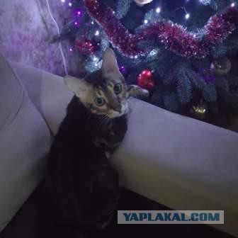 Коты и Кошки