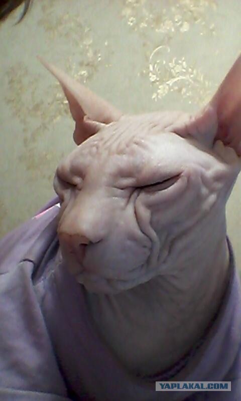 Котовторник!