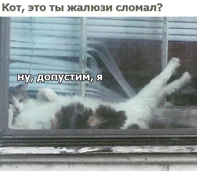 Прикольных котов пост