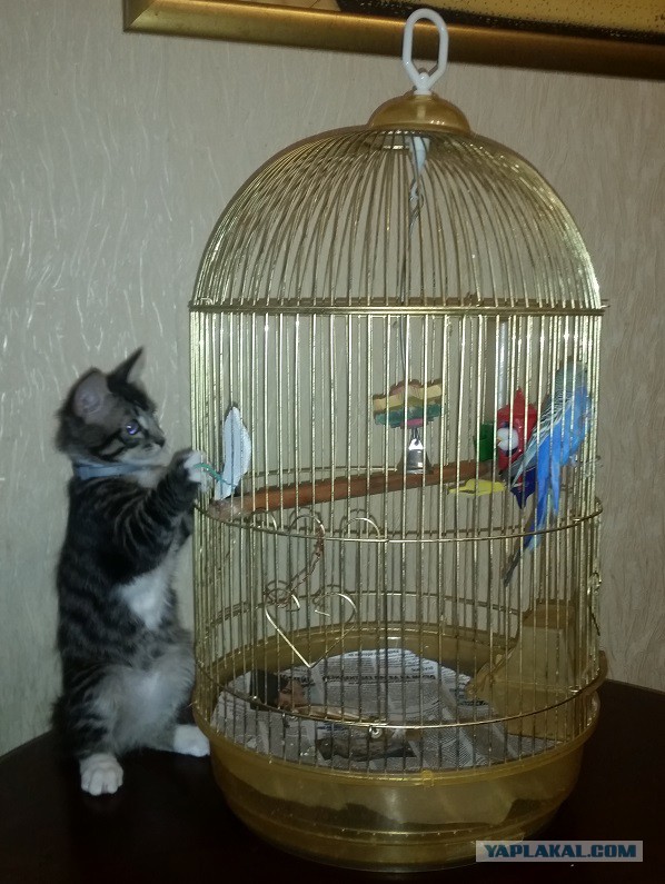 Котофото, сделанные в нужный момент