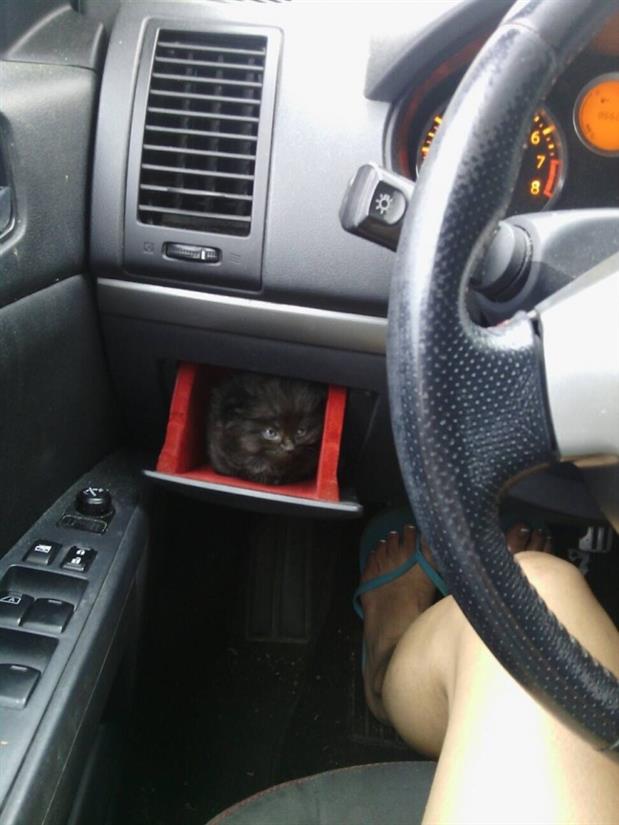 Картинки по-приколу