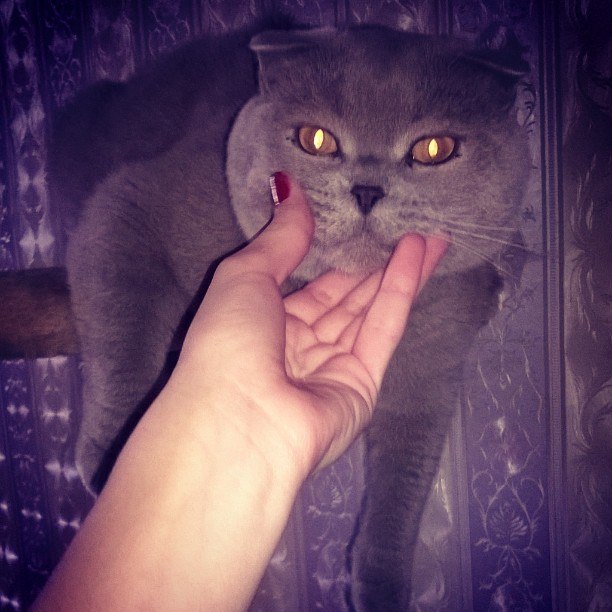 Живность из сети