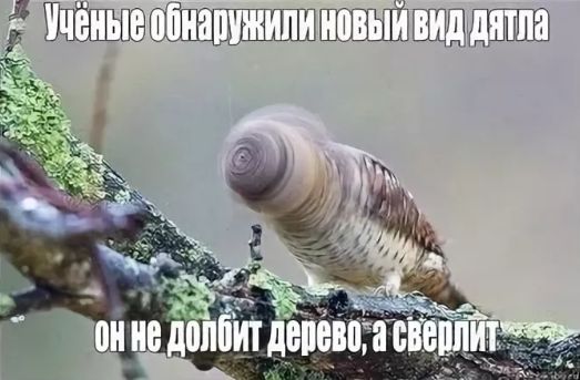Нестандартный юмор