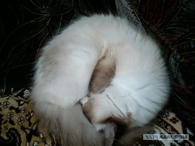 Котовторник уже сегодня!