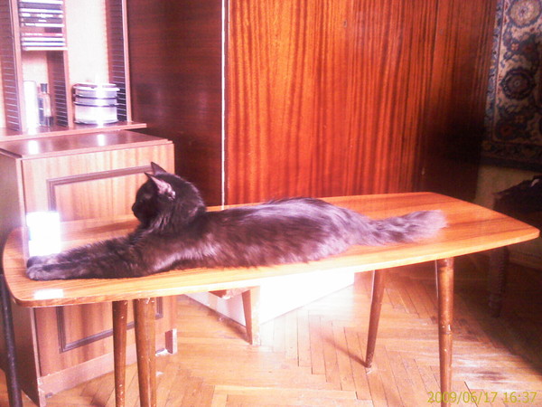 Котовторник  07.06.11