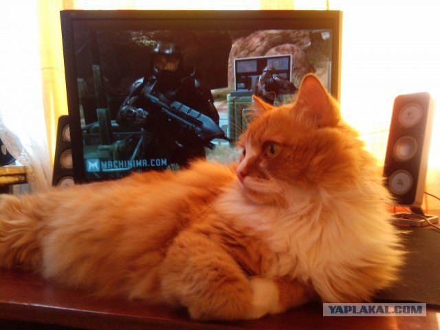 Супер-котофото на котовторник