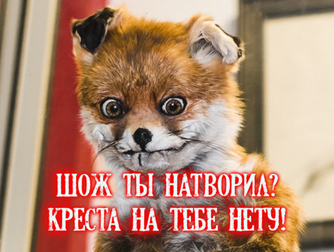 Как я с лисой воевал