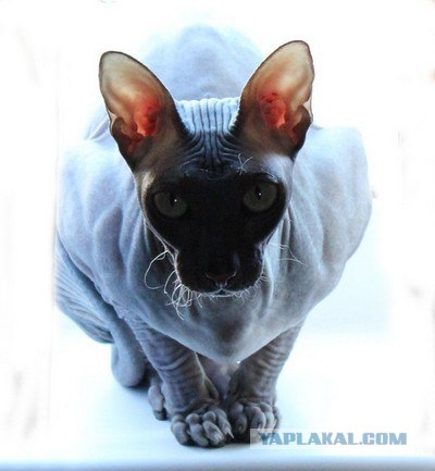 Котовторник 17.04.2012