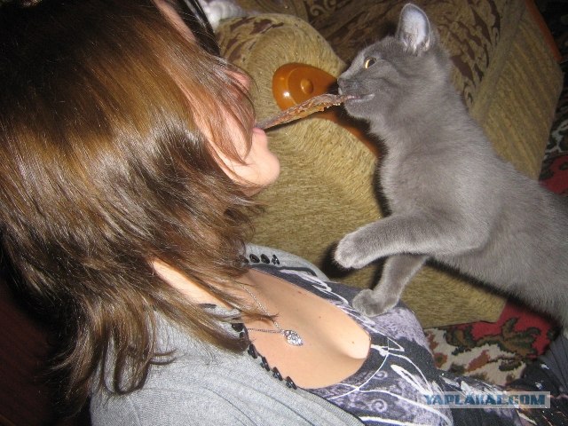 Котовторник 8 мая 2012