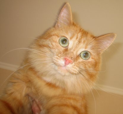 Котовторник 11.09.2012